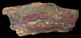 Incredible, Marra Mamba Stromatolite Slab - Billion Years Old #50692-3